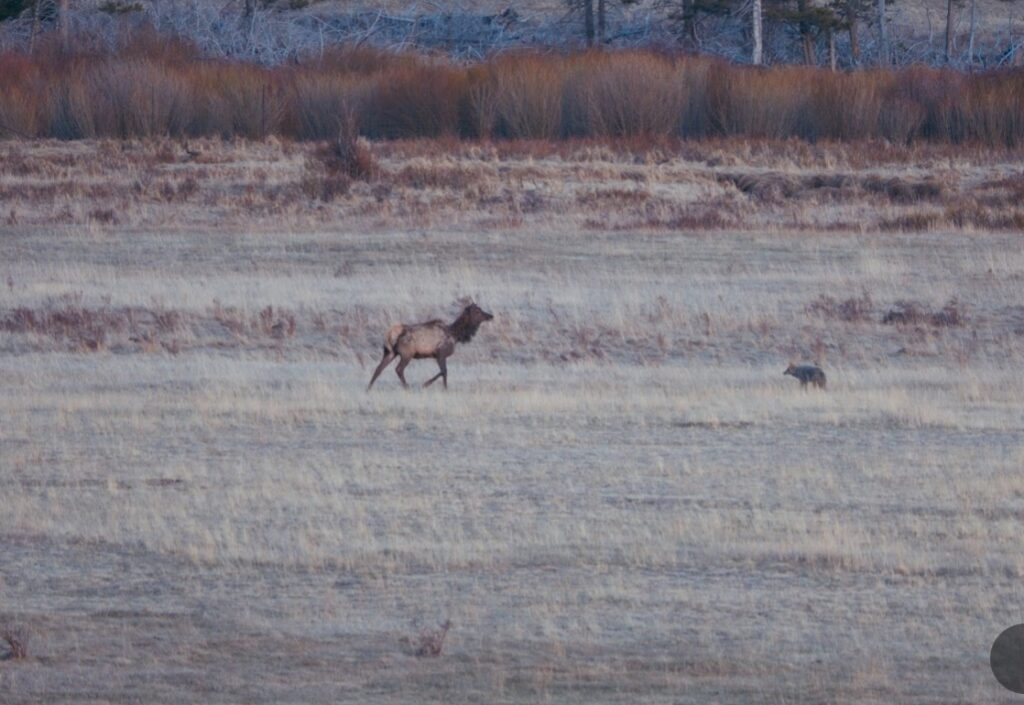 elk charging a coyote near estes park