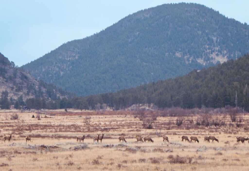 elk herd near estes park