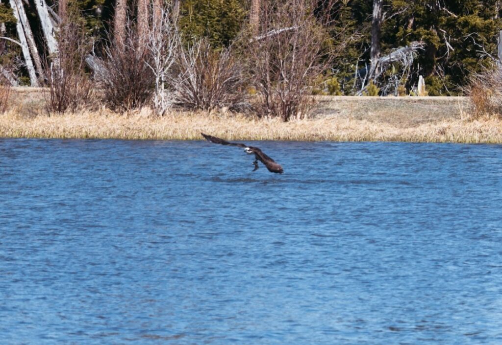 osprey fishing in rocky mountains np