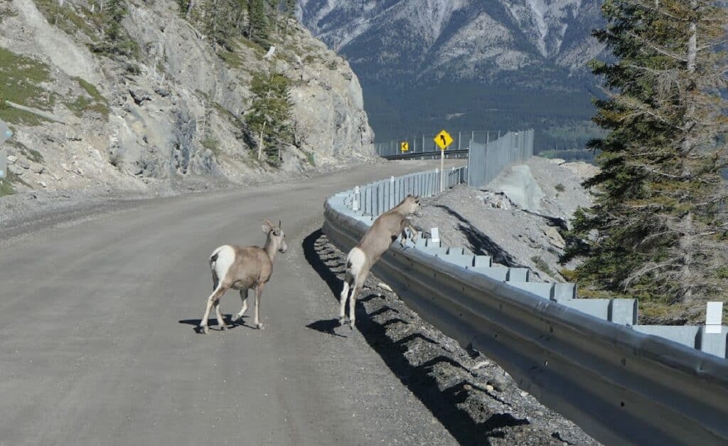 driving up to Bow Valley Provincial Park and seeing bighorn sheep