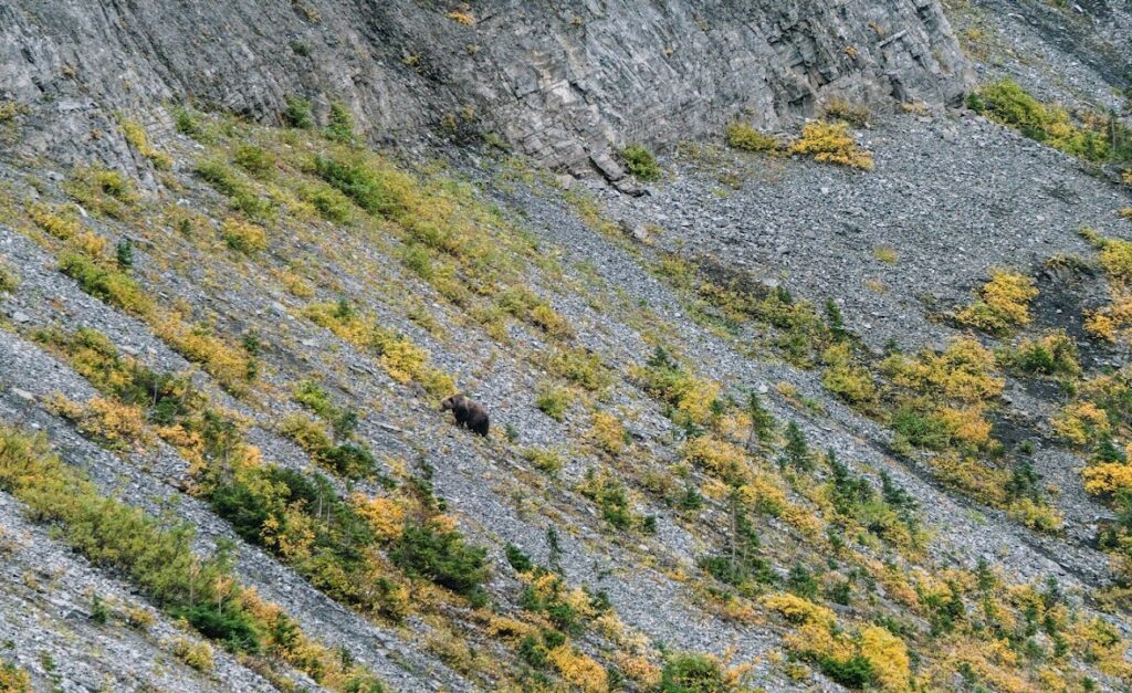rawson lake grizzly on mountain side