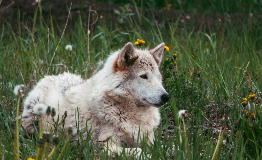 yamnuska wolfdog sanctuary wolfdog