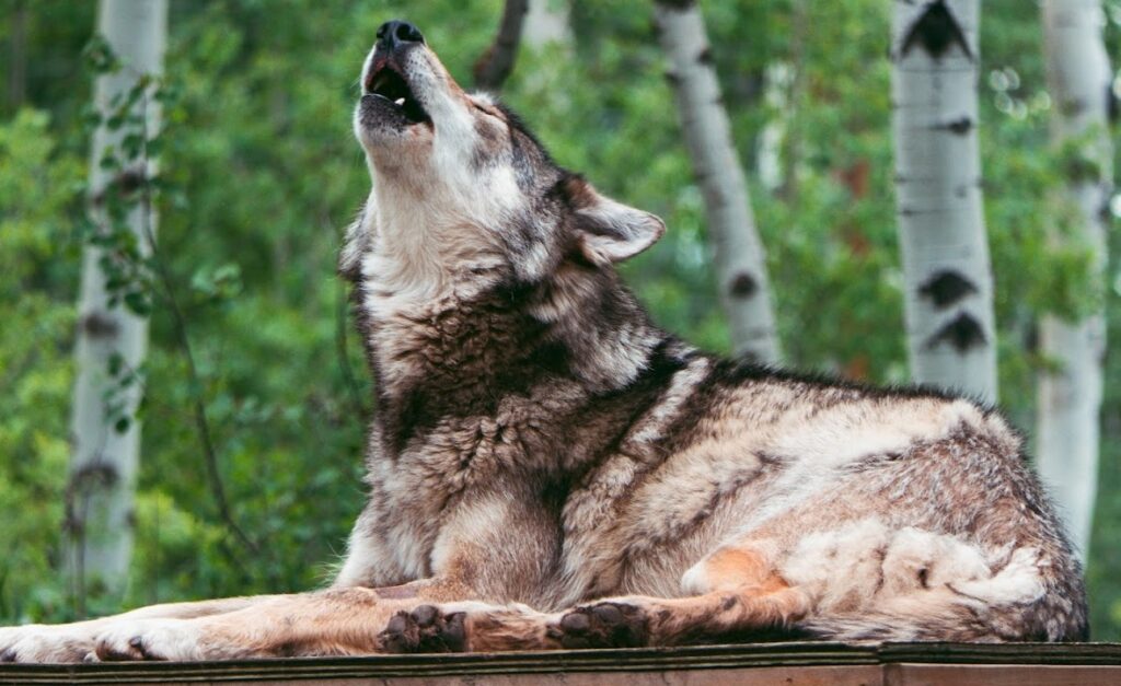 yamnuska wolfdog sanctuary wolfdog howling